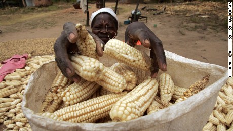 The fall armyworm is devastating  Zimbabwe&#39;s maize crop, exacerbating the damage caused by a severe recent drought. 