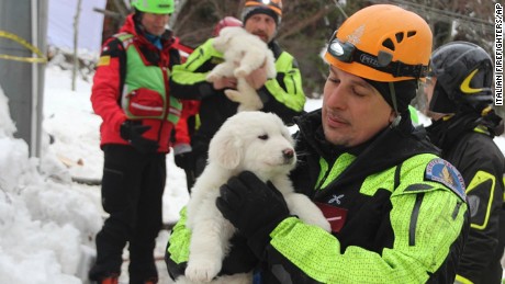 Puppies rescued from avalanche site