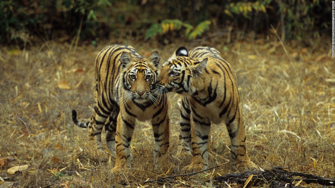 &lt;strong&gt;Bandhavgarh National Park, Madhya Pradesh:  &lt;/strong&gt;This wildlife sanctuary in Madhya Pradesh is spread over 100 square kilometers and is home to more than 50 tigers. The park is open from October to June, but the best time to see tigers is from April to June. &lt;br /&gt;