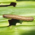 fall armyworm 2