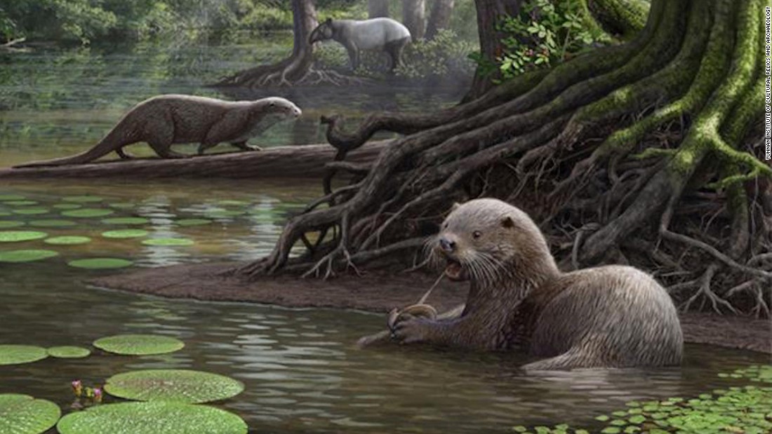 The discovery of a species that lived 6.6 million years ago in southwestern China suggests that &lt;a href=&quot;http://www.cnn.com/2017/01/24/asia/china-ancient-otter/index.html&quot;&gt;ancient otters &lt;/a&gt;had &quot;wolf-like&quot; proportions, and weighed roughly 100 Ibs. The creature -- whose skull was excavated in Yunnan province -- would have been twice the size of today&#39;s otters.