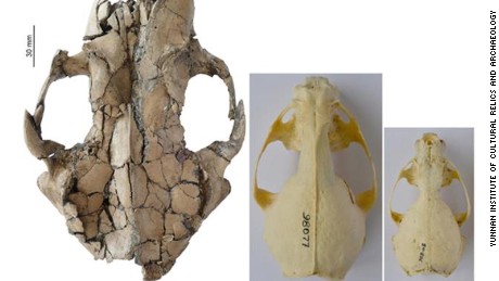 The otter skull fossil found in Yunnan is considerably bigger than its modern cousins.