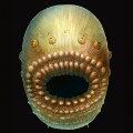 earliest human ancestor deuterostome