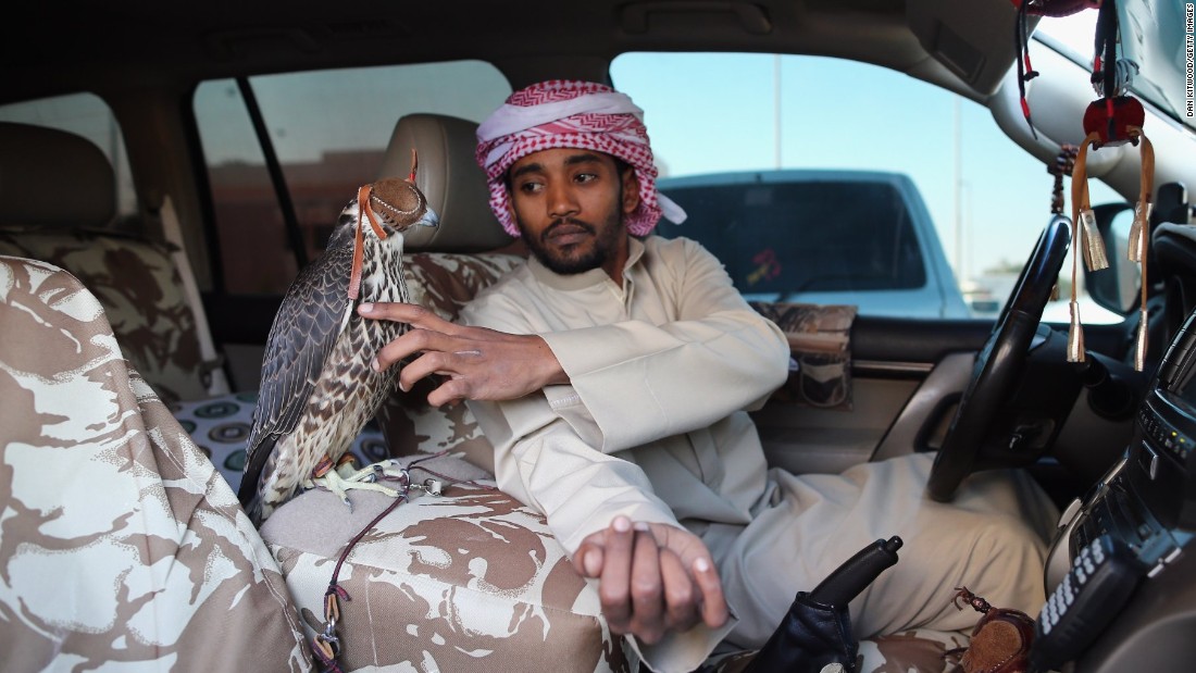 Falcons On A Plane First Class Treatment For Birds Of Prey