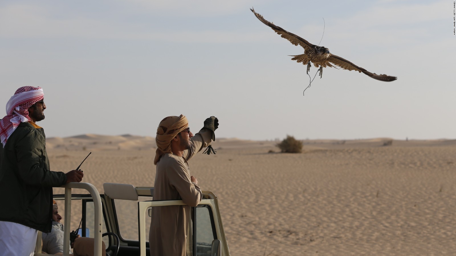 Falcons On A Plane First Class Treatment For Birds Of Prey