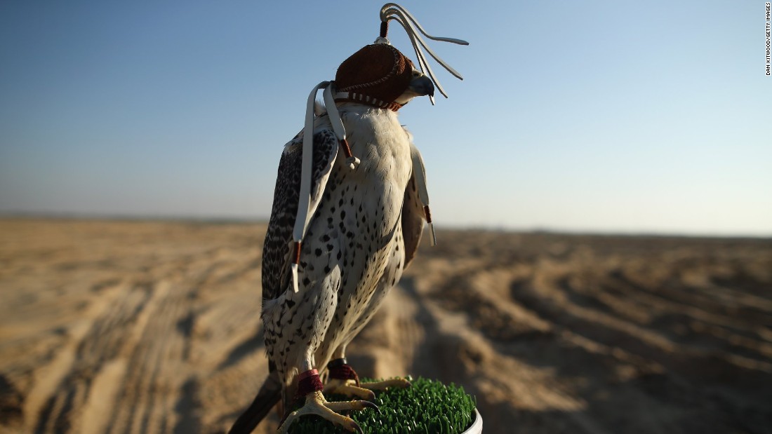 Falcons On A Plane First Class Treatment For Birds Of Prey