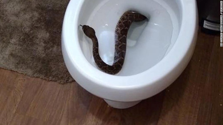 [Image: 170202142403-boy-toilet-snake-trnd-exlarge-169.jpeg]