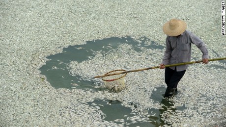 A resident clears dead fish from the Fuhe river in Wuhan in September 2013, after they were killed by high levels of ammonia.