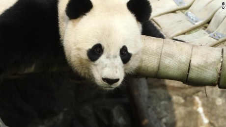 China plans massive reserve for giant pandas
