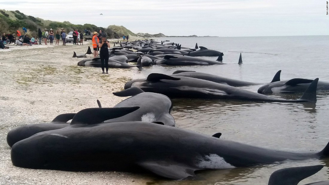 Hundreds of whales dead after mass stranding on New Zealand coast | CNN