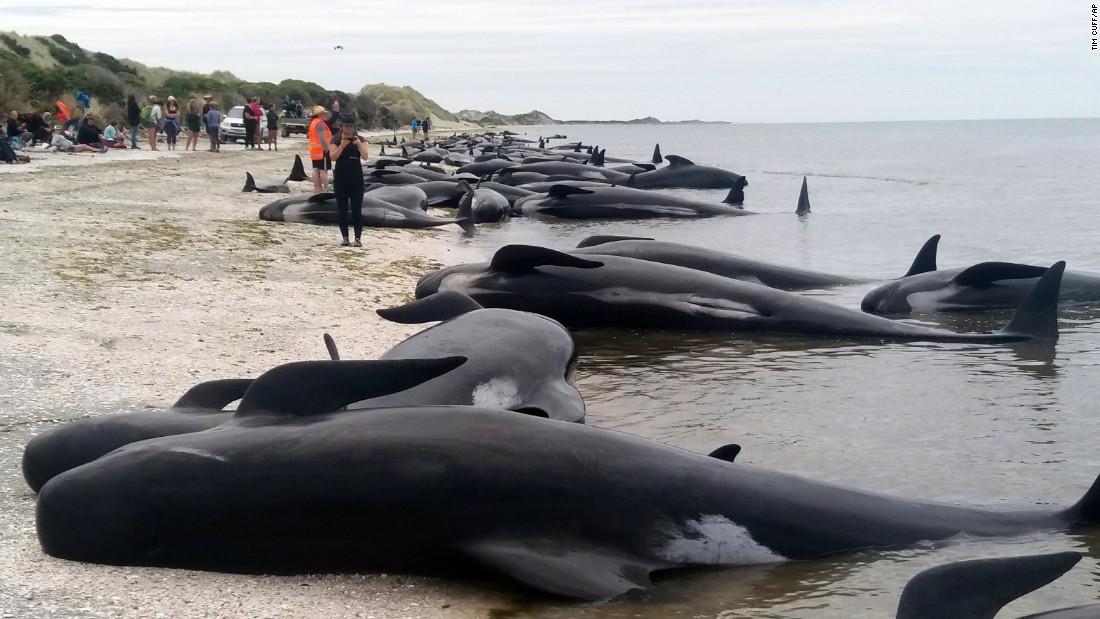 Footage shows hundreds of stranded whales - CNN Video