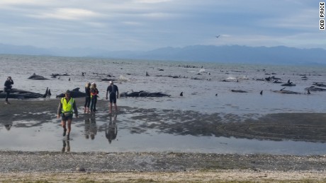 Hundreds of volunteers have come out to help the pilot whiles, pictured here at high tide.