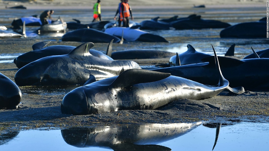 What happens to dead whales?