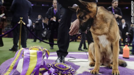  Rumor Has It V Kenlyn looks down at her Best in Show prize at the 141st Westminster Kennel Club Dog Show in New York.