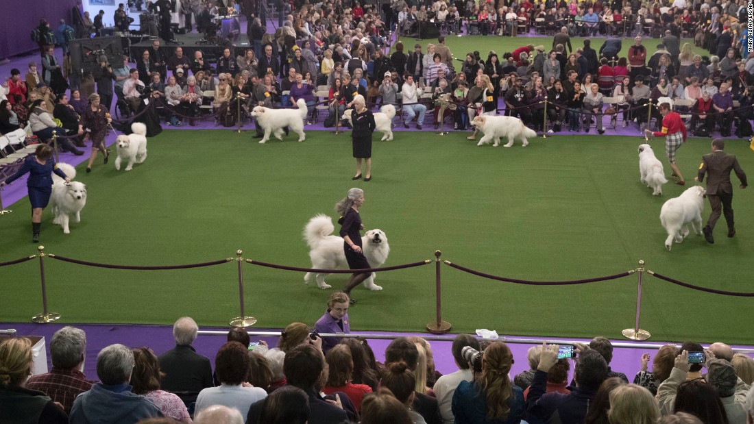 Westminster Dog Show A brief history CNN