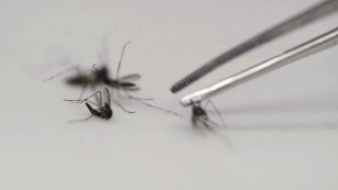 One in 7 babies prenatally exposed to Zika has health problems, CDC says 