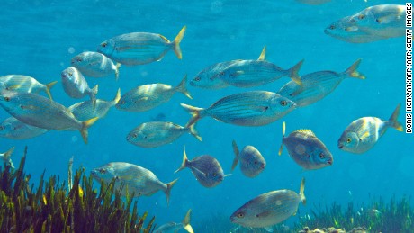 Ocean oxygen levels drop 2% in 50 years, Nature study finds