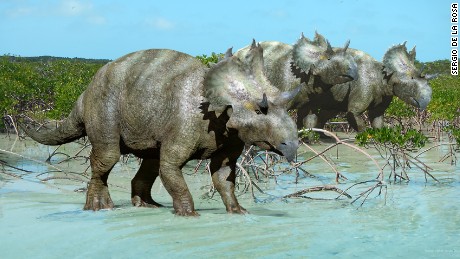 horned face dinosaur