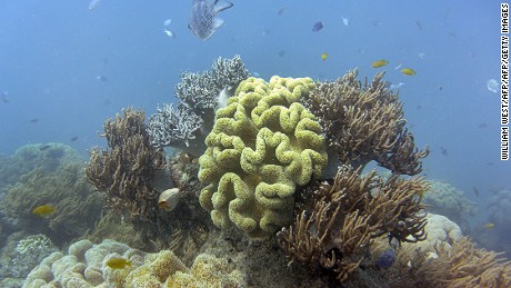 Will the Great Barrier Reef -- and its tourism -- die by 2050?