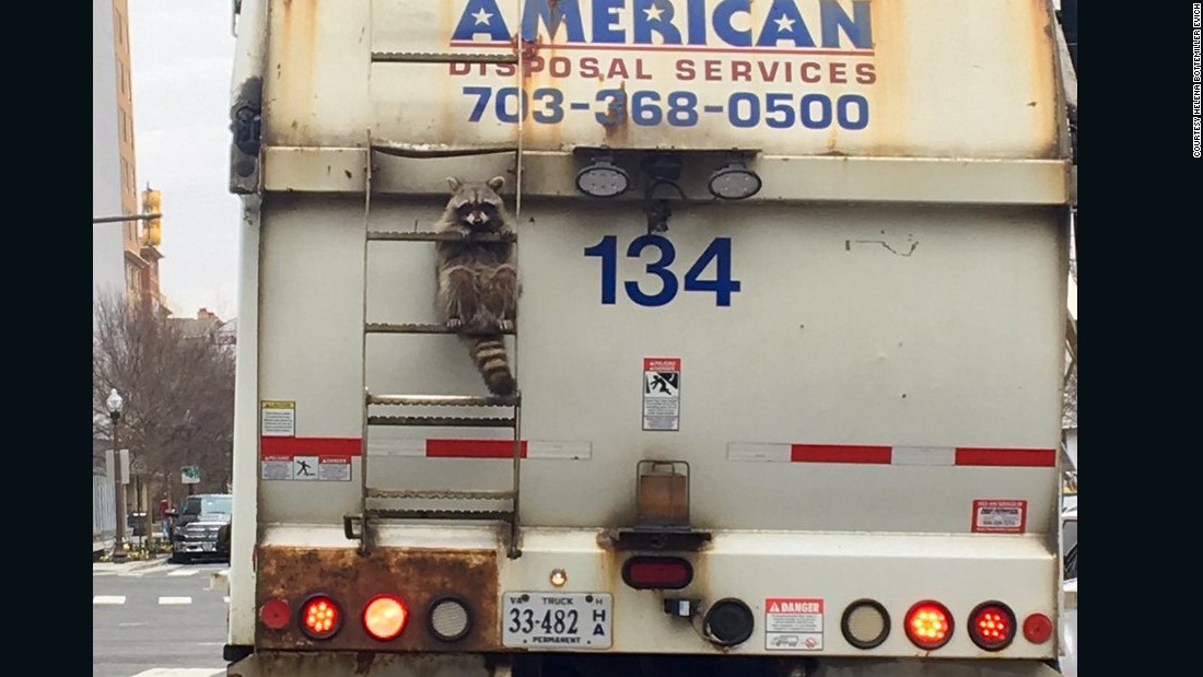 Image result for garbage man racoon