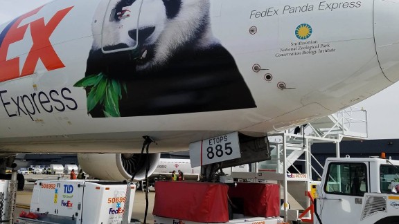 China Plans Massive Reserve For Giant Pandas Cnn 