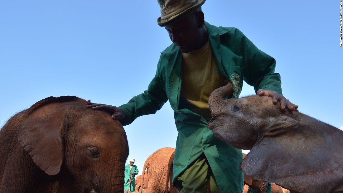 Raising Kenya's orphaned elephants - CNN