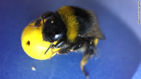 Bees learn &#39;soccer&#39; in new study