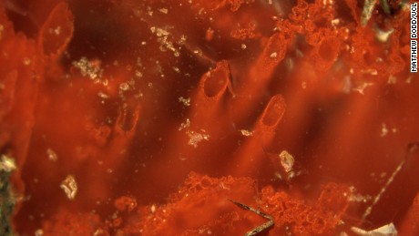 World's oldest microfossils found, researchers claim