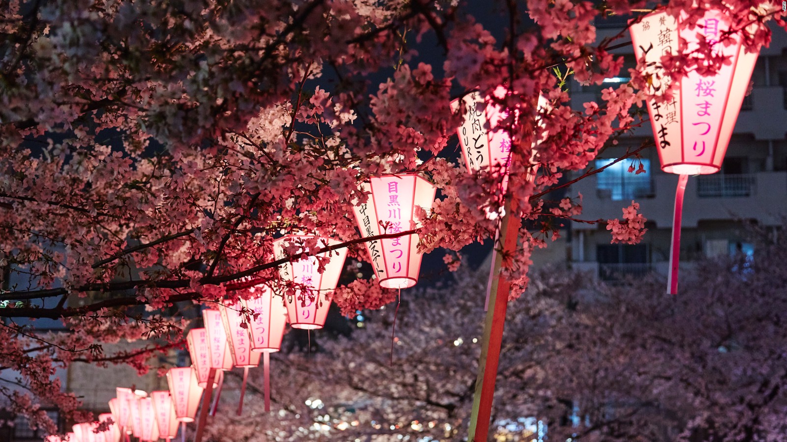 Featured image of post Cherry Blossom Japanese Temple Wallpaper This hd wallpaper is about religious pagoda cherry blossom japan mount fuji sakura original wallpaper dimensions is 1920x1080px file this image is for personal desktop wallpaper use only commercial use is prohibited if you are the artistic japanese cherry blossom pagoda sakura