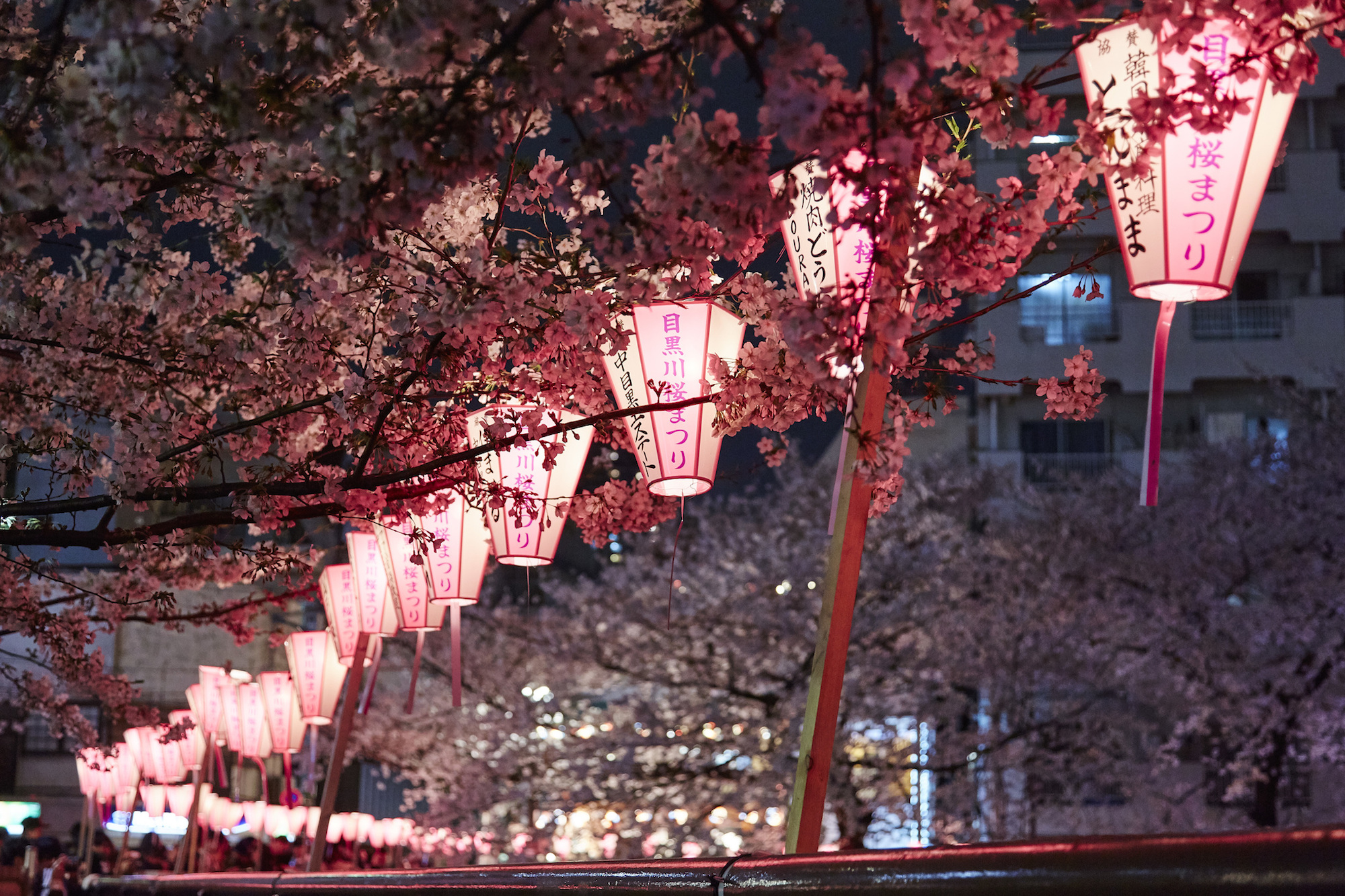 Sakura Season Guide To Japans Cherry Blossoms Cnn Travel