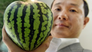 $27,000 melons? Unwrapping the high price of Japan&#39;s luxury fruit habit