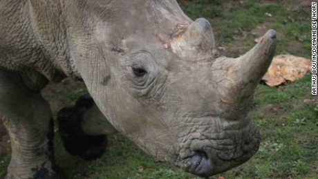 The two others white rhinos living in Thoiry escaped the massacre and are safe.  