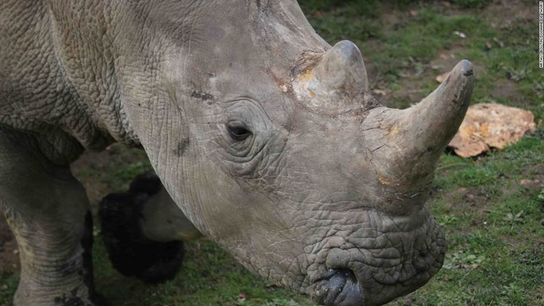 Poachers break into Paris wildlife preserve and kill a rhino for its ...