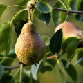 pear tree