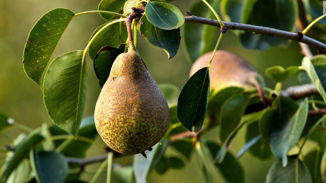 Pears rank ninth on the list. The recommendations from EWG are to buy and eat organic produce if possible, especially the fruits and vegetables found on the Dirty Dozen list.