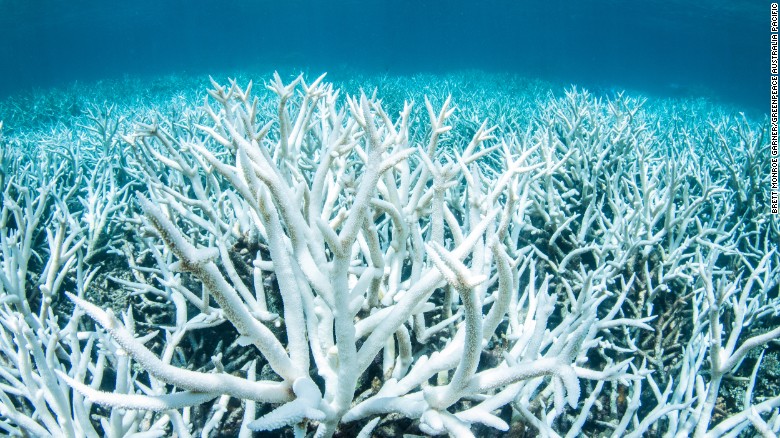 Bleached coral on Australia&#39;s Great Barrier Reef.