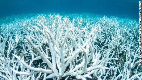 When sea water becomes too warm, corals &quot;bleach&quot; and turn white. 