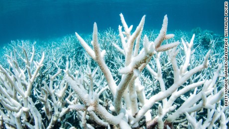 Great Barrier Reef &#39;cooking and dying&#39; as seas heat up, warn scientists 