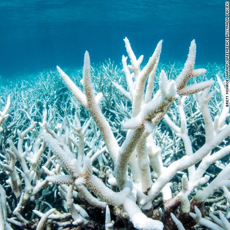 Documentation of the Great Barrier Reef near Port Douglas from Greenpeace Australia Pacific, shows damage of coral. This is the result of 12 months of above average sea temperatures across the Reef.