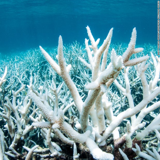 Great Barrier Reef - CNN