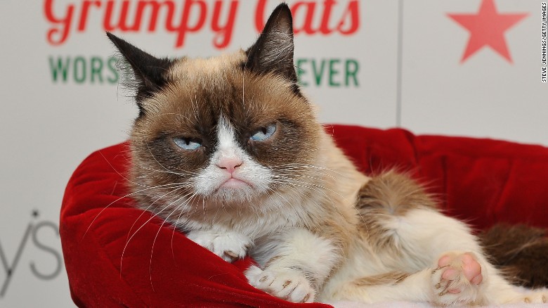 170309175300-grumpy-cat-2014-exlarge-169