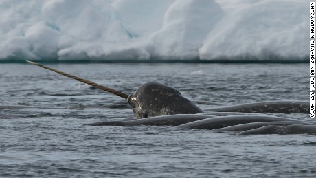 The skull contained DNA from a female narwhal, an elusive species known for the long tooth that protrudes from male narwhal&#39;s lips and earned them the nickname &quot;unicorn of the sea.&quot;  