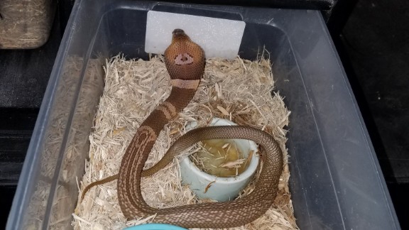 cobra snake escape in ocala fl