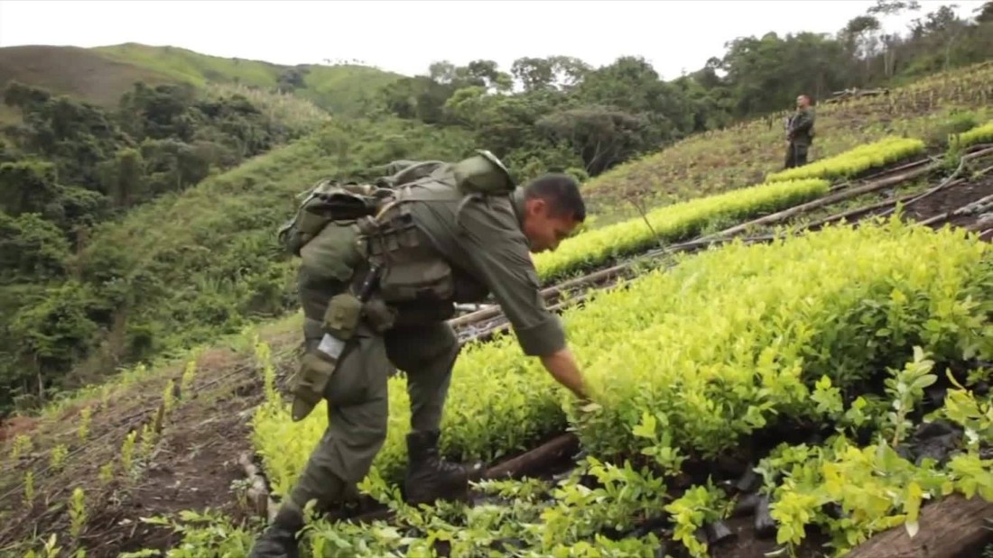 ¿por Qué Sigue En Aumento El Cultivo Y Producción De Coca En Colombia Cnn Videoemk 7666