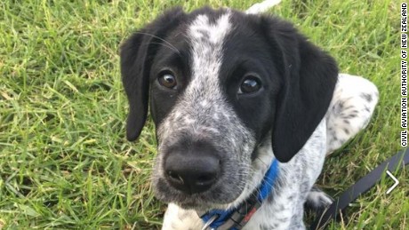 Trainee Bomb Detector Puppy Shot At Airport