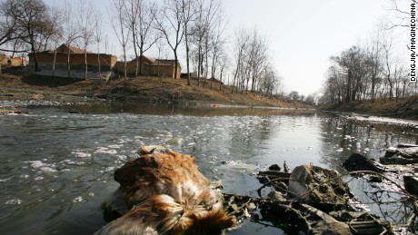 A dead chicken floats in the severely polluted waters near Wanggou Village, upstream from Dawu Village on the Ying River.