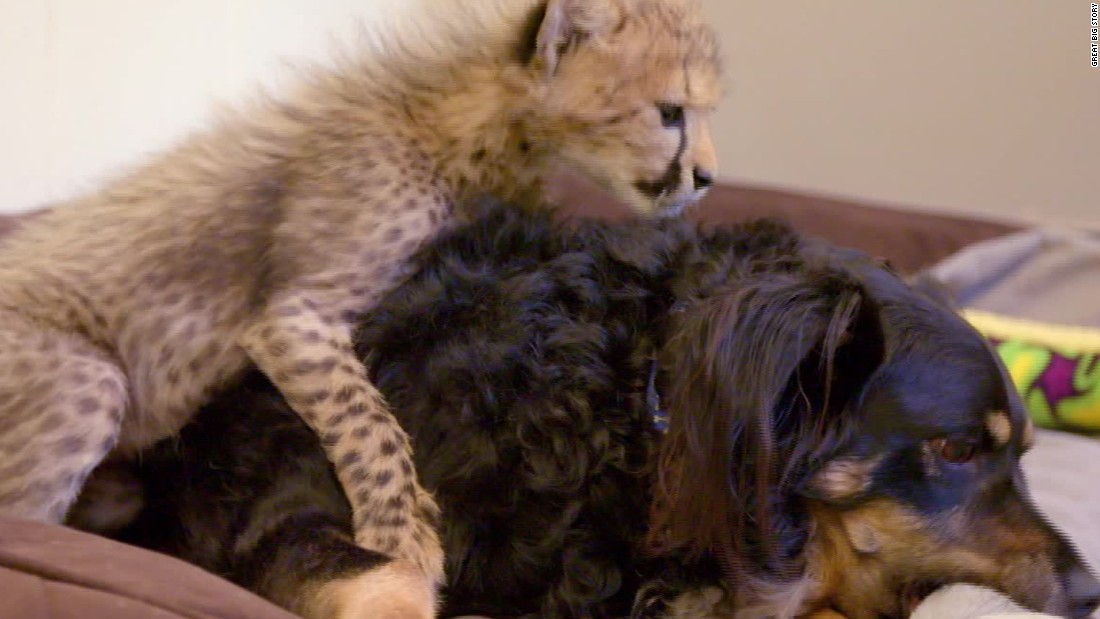 This dog raises orphaned baby cheetahs - CNN Video