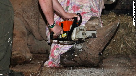 In this picture publicly provided by the zoo Dvur Kralove and taken on Monday, March 20, 2017, in Dvur Kralove, a zoo keeper removes  a horn of  Pamir, a southern white rhino, as one of the safety measures to reduce the risk of any potential poaching attack. The zoo&#39;s decision follows the incident in the French Zoo Thoiry, where one of the white rhinos was killed by poachers for its horn in the beginning of March. (Simona Jirickova/Zoo Dvur Kralove via AP)