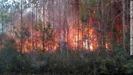 At least 10 structures were destroyed in a wildfire in Nassau County, FL Wednesday, according to a series of tweets on the Florida Forest Services verified Twitter account.
 
The Garfield Road Fire has burned an estimated 350-400 acres along County Route 119 near Bryceville, and is 50% contained at this time, according to the Florida Forest Service.
 
Officials say the fire was caused by a man burning paper book books Wednesday afternoon. Burning household garbage is illegal in Florida.
 
Emergency and firefighting crews from multiple agencies are working throughout the night, and Florida Forest Service officials say the fire is no longer spreading. Evacuations have been ordered along nearby County Route 119 as a precaution.