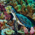 South China Sea Spratlys underwater 2